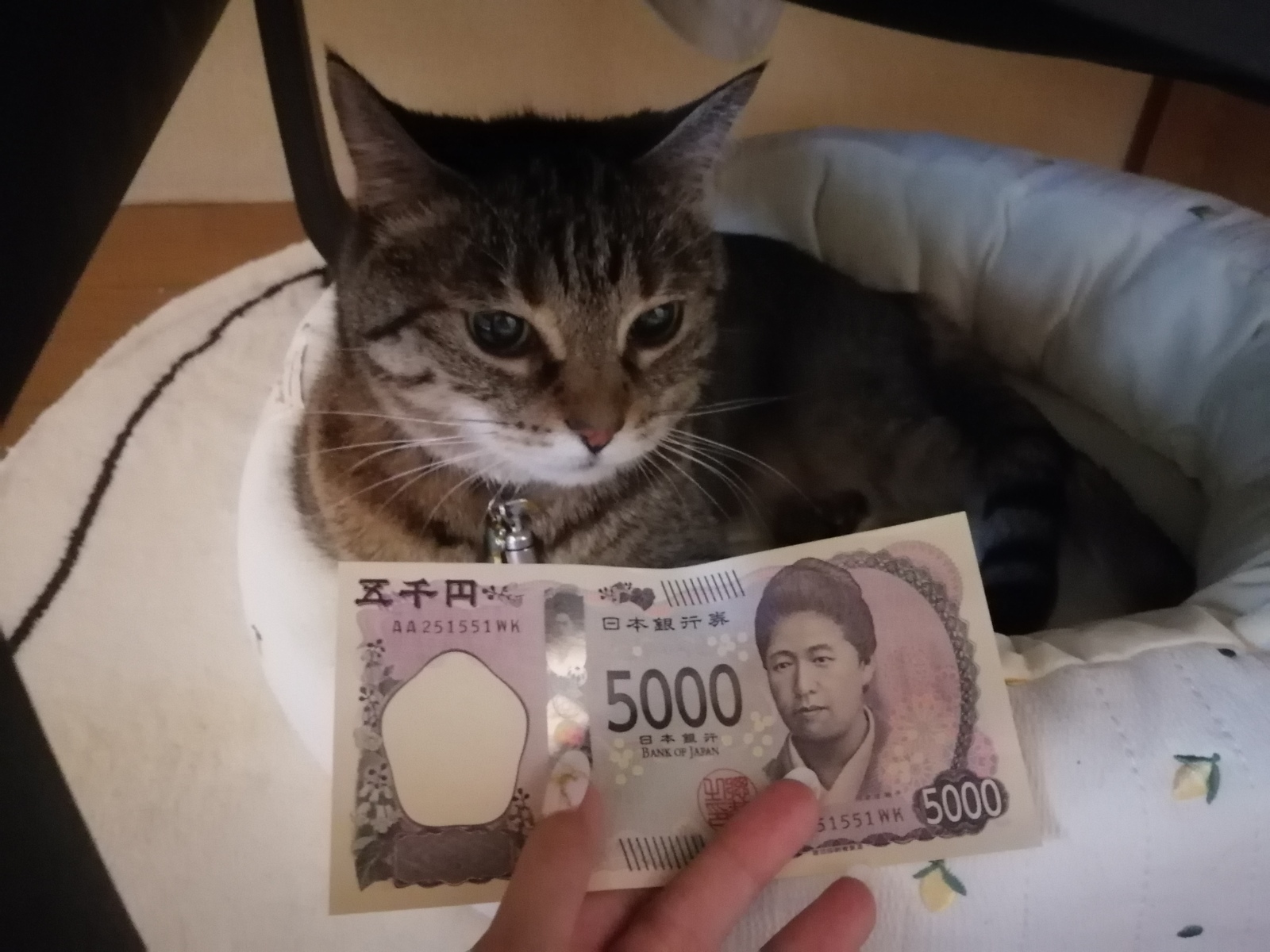 ~q💴VS ߎq😽