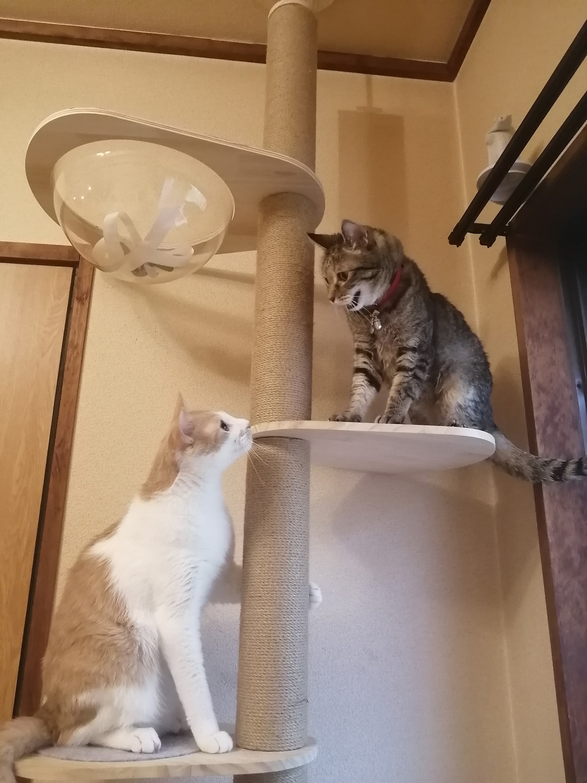 _o VS _o