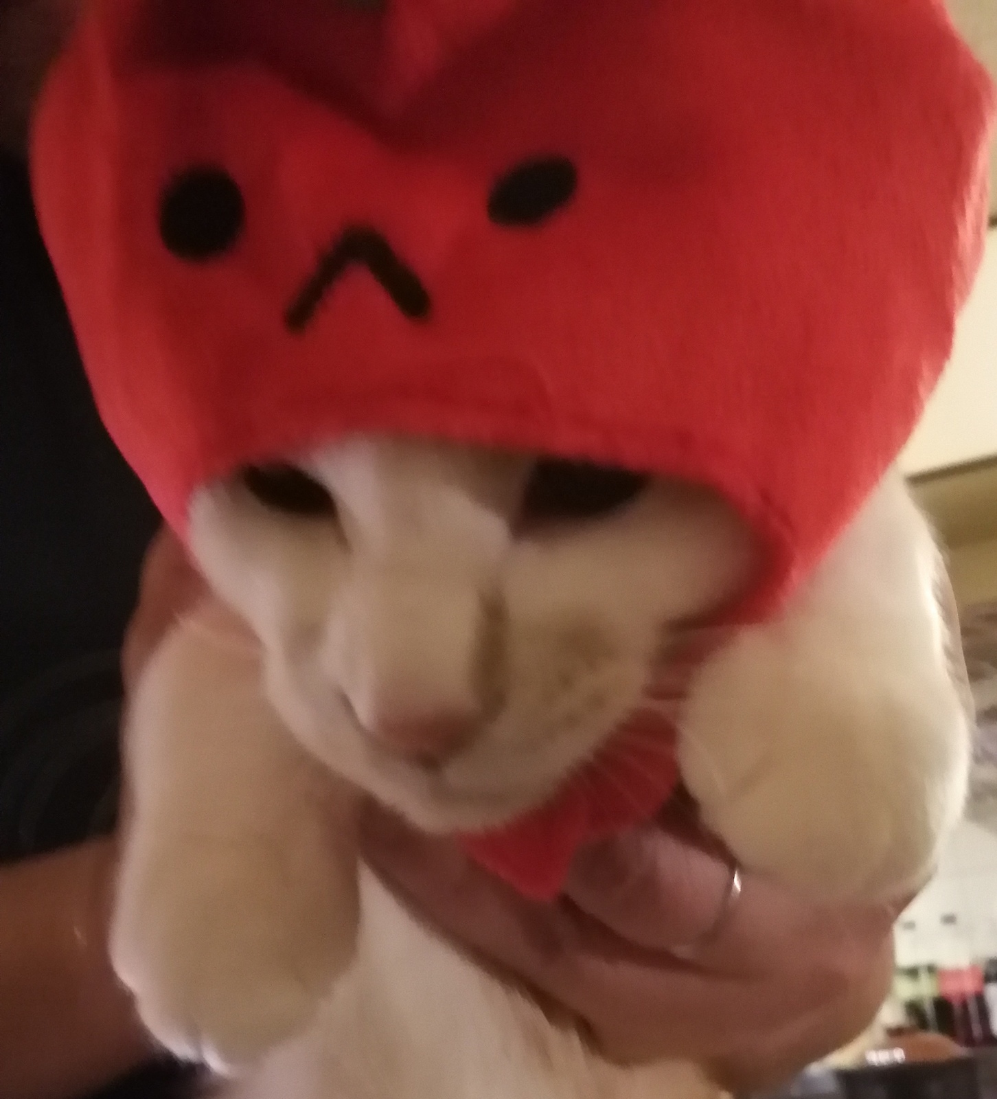 ちゅーるをくれなきゃひっかくじょ