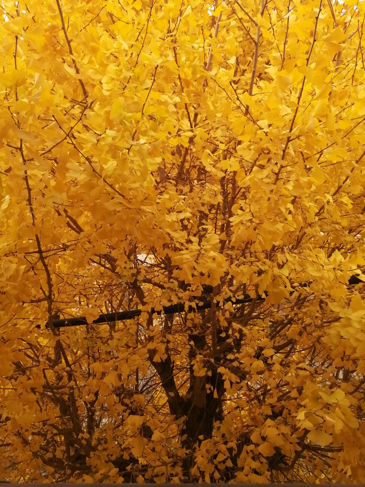 おはようせかい