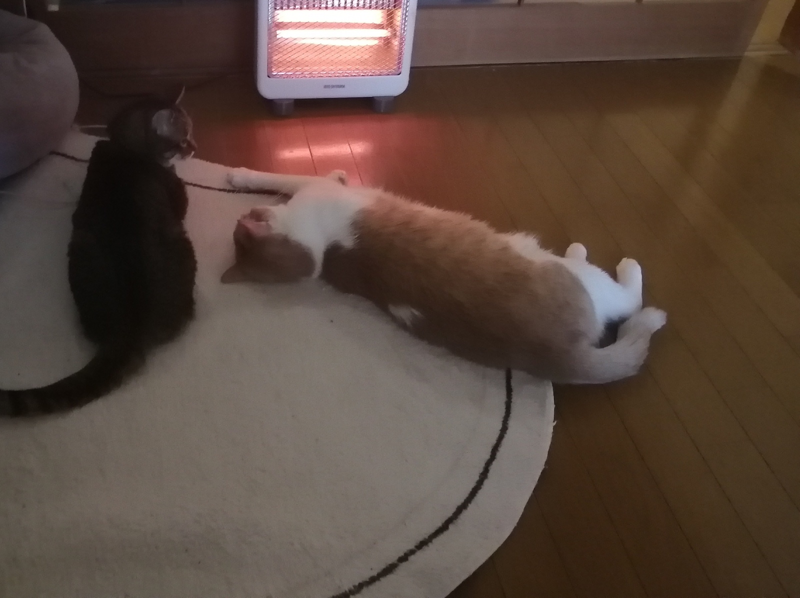 ���͂悤�������܂�