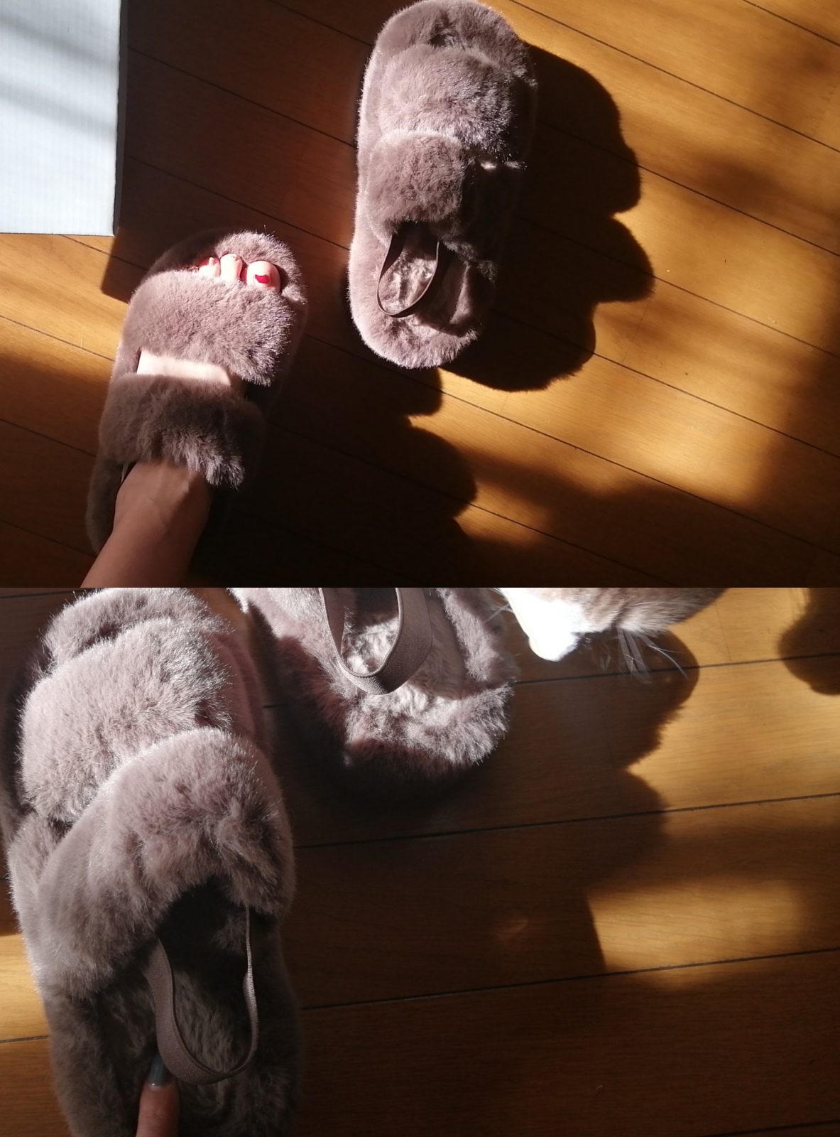 �t�F�N�t�@�[�T���_��