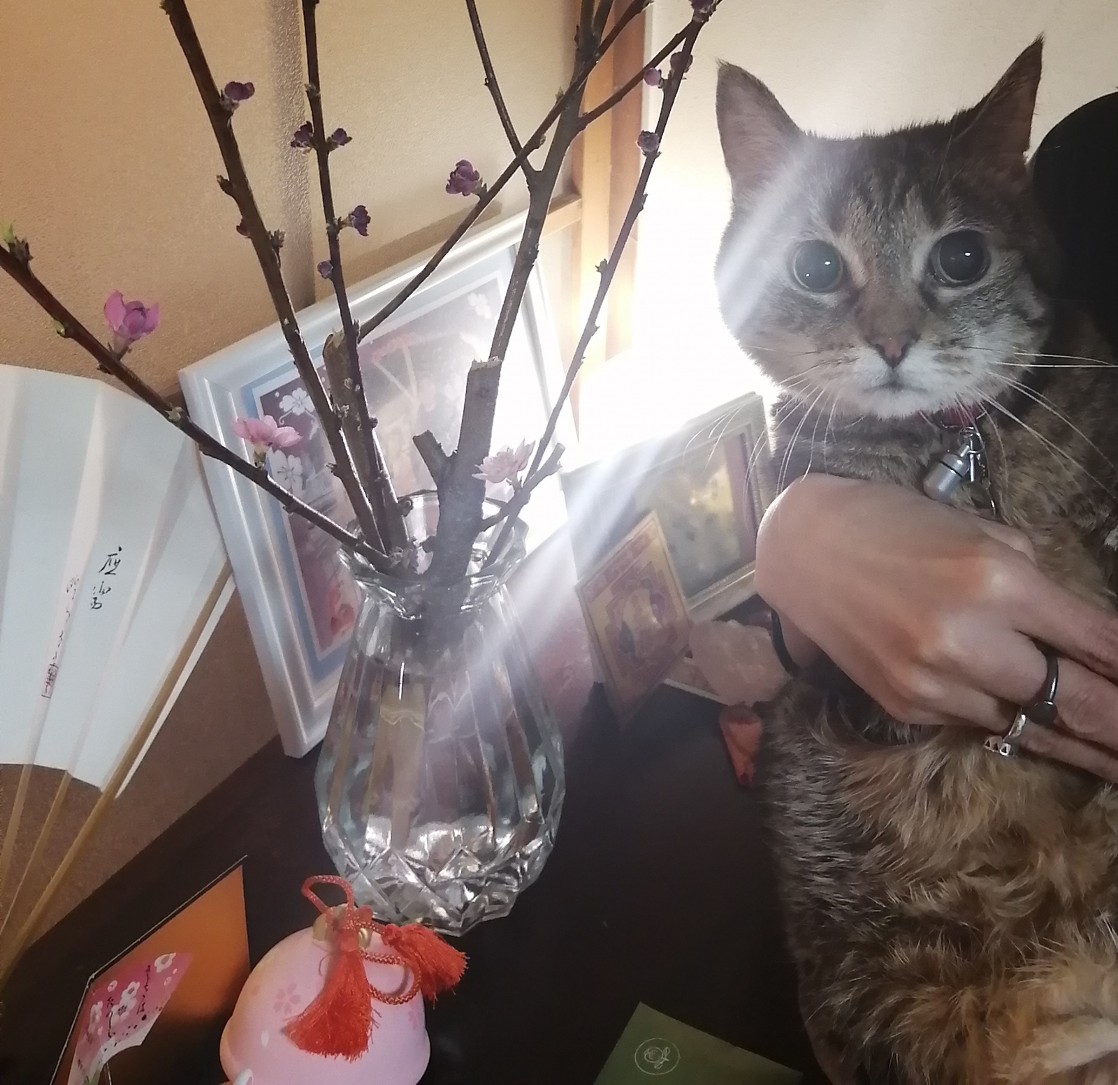 ���₩�ł����܂��悤