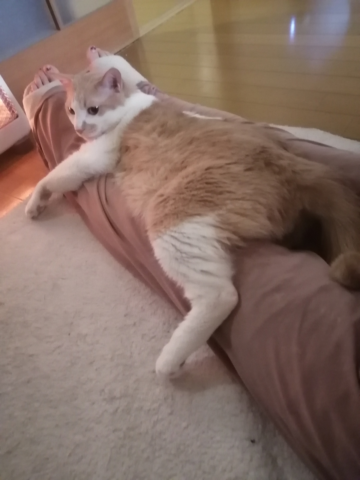 ���͂悤�ł����