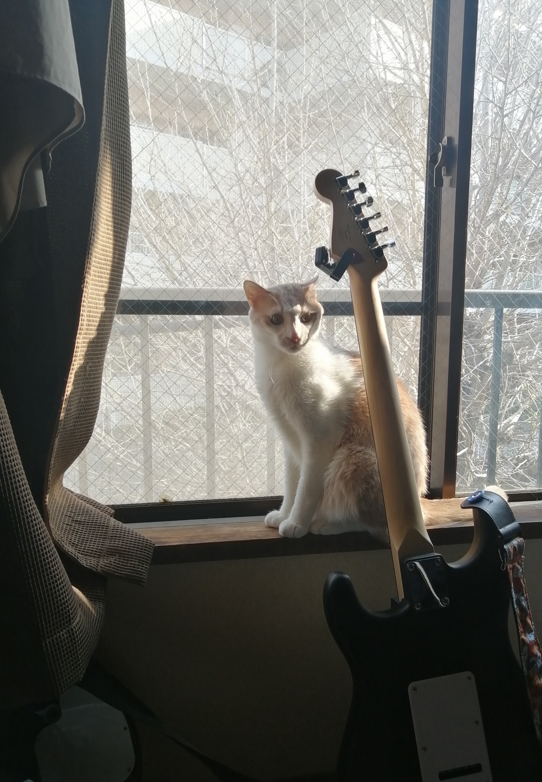 ���͂悤������