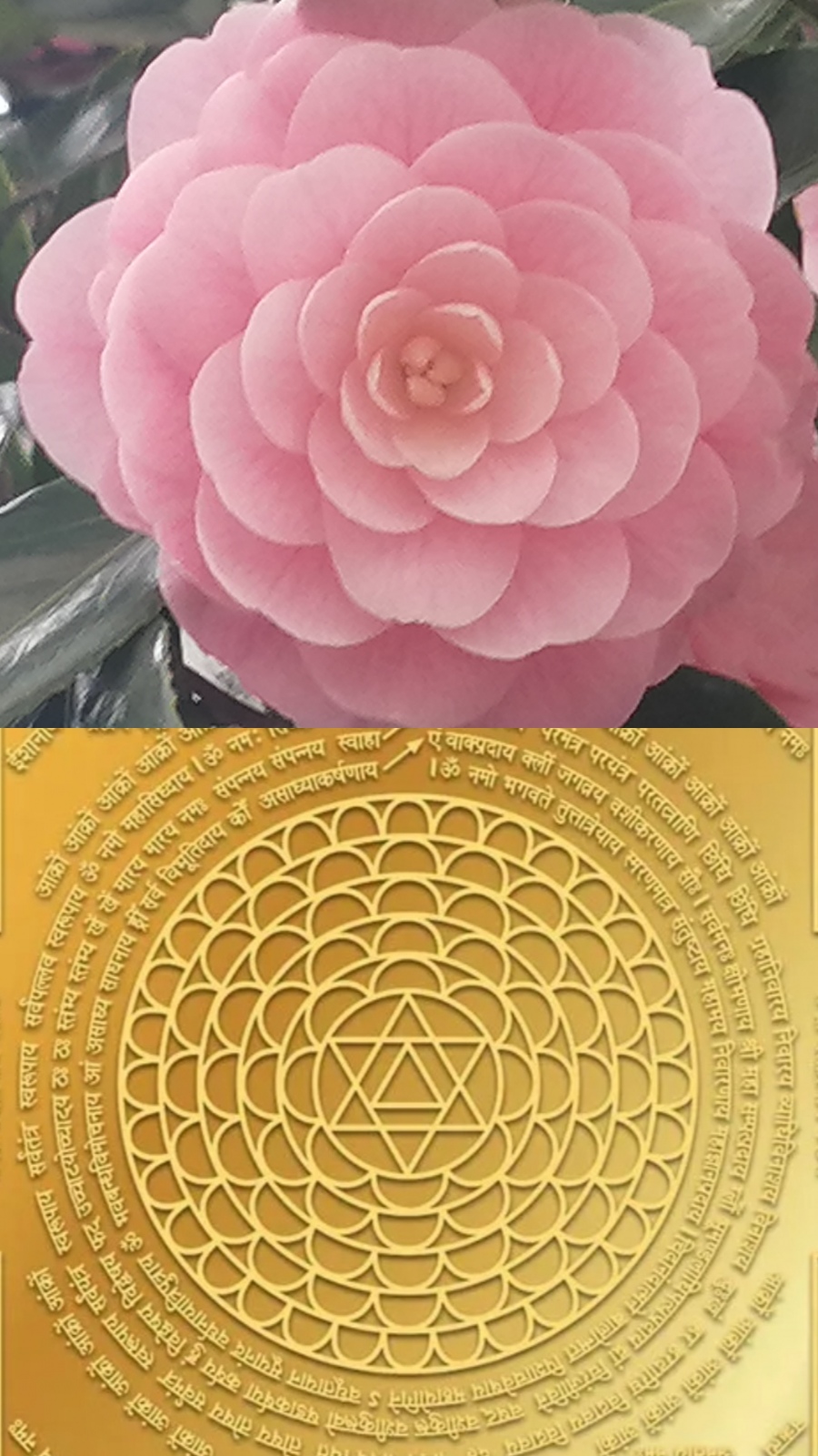 �}���g���ƃ����g��