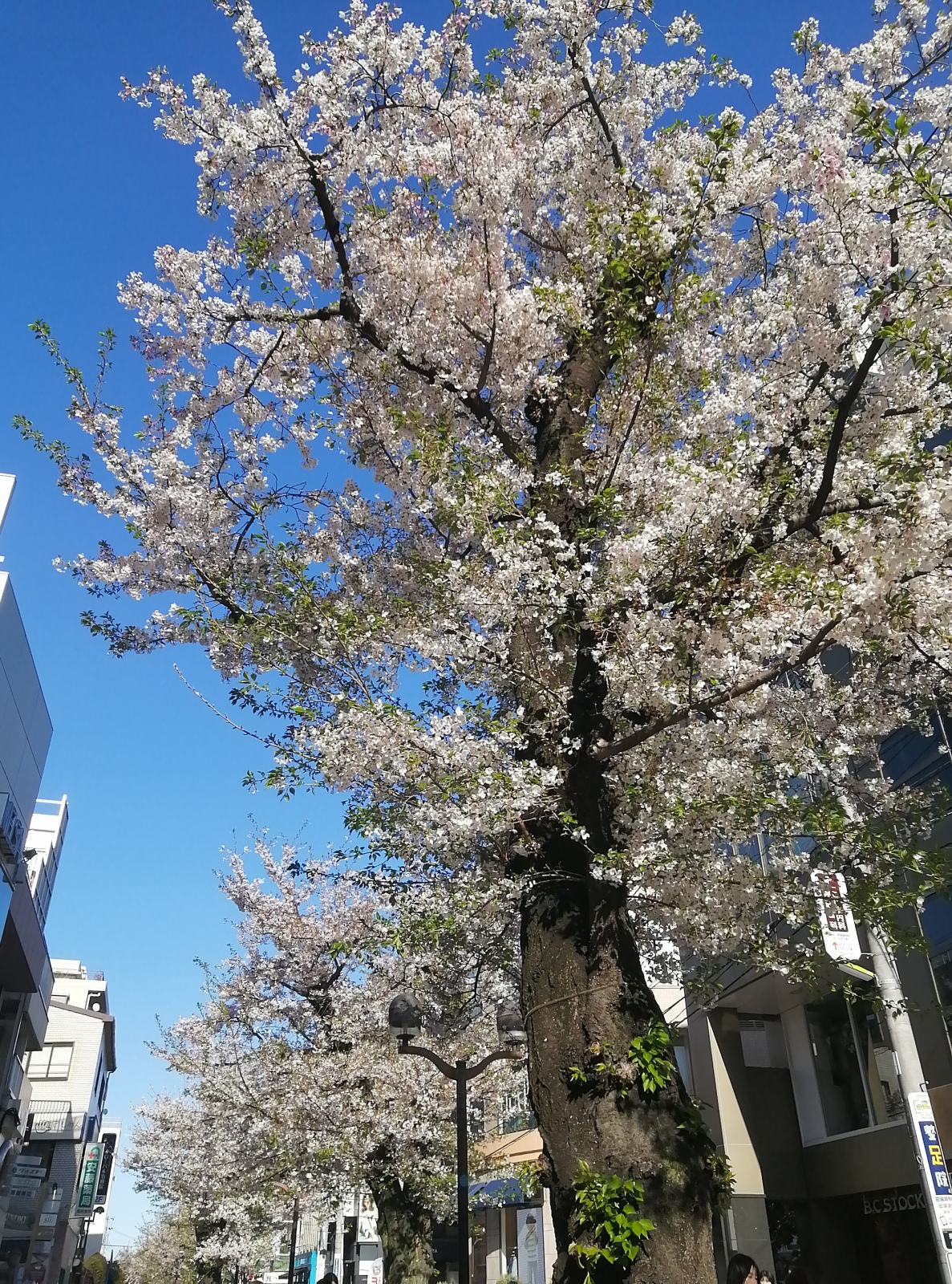 �������č��N�����̋G�߂��߂��s���̂ł���