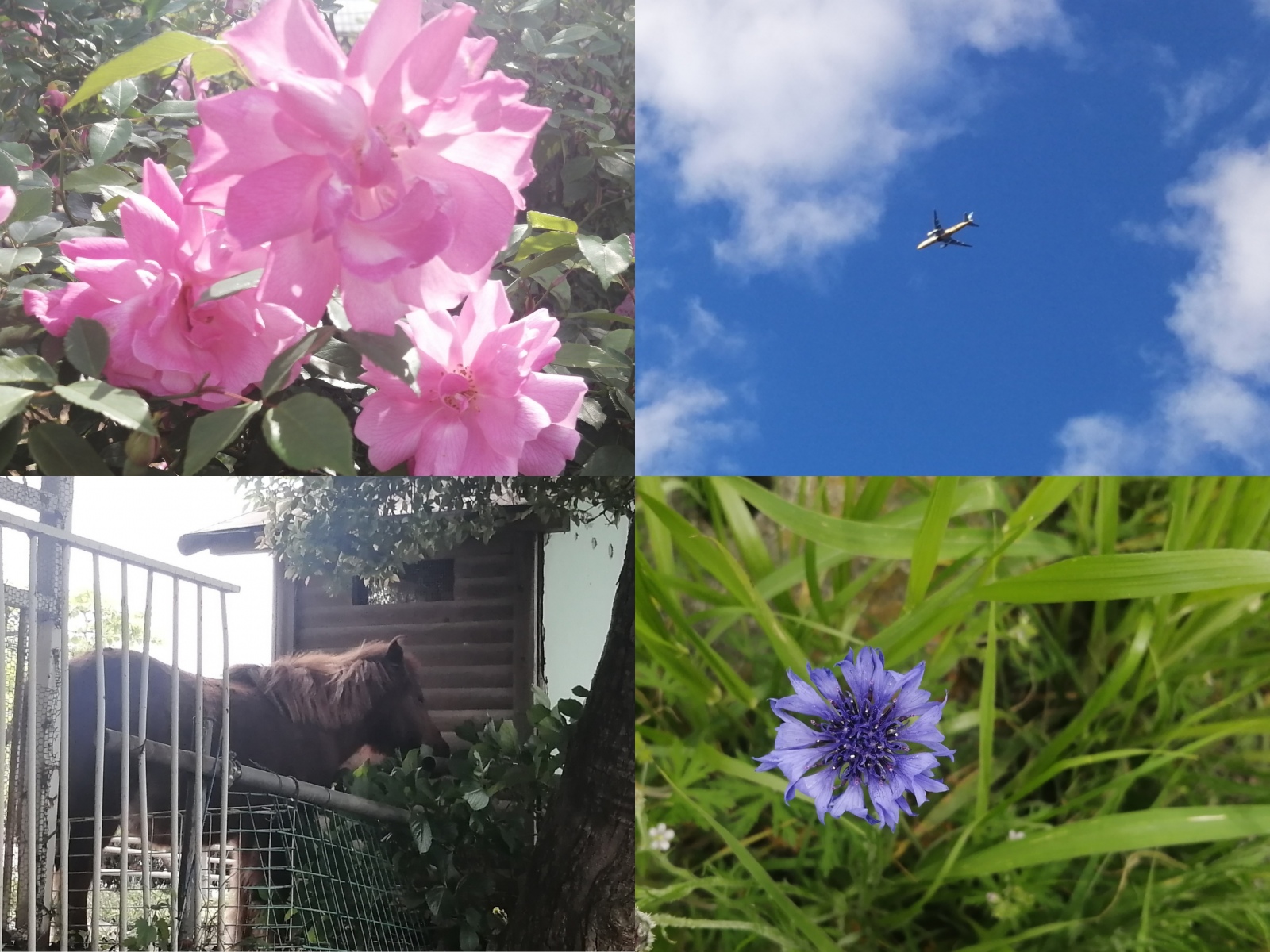 �S�i�Ύ��L