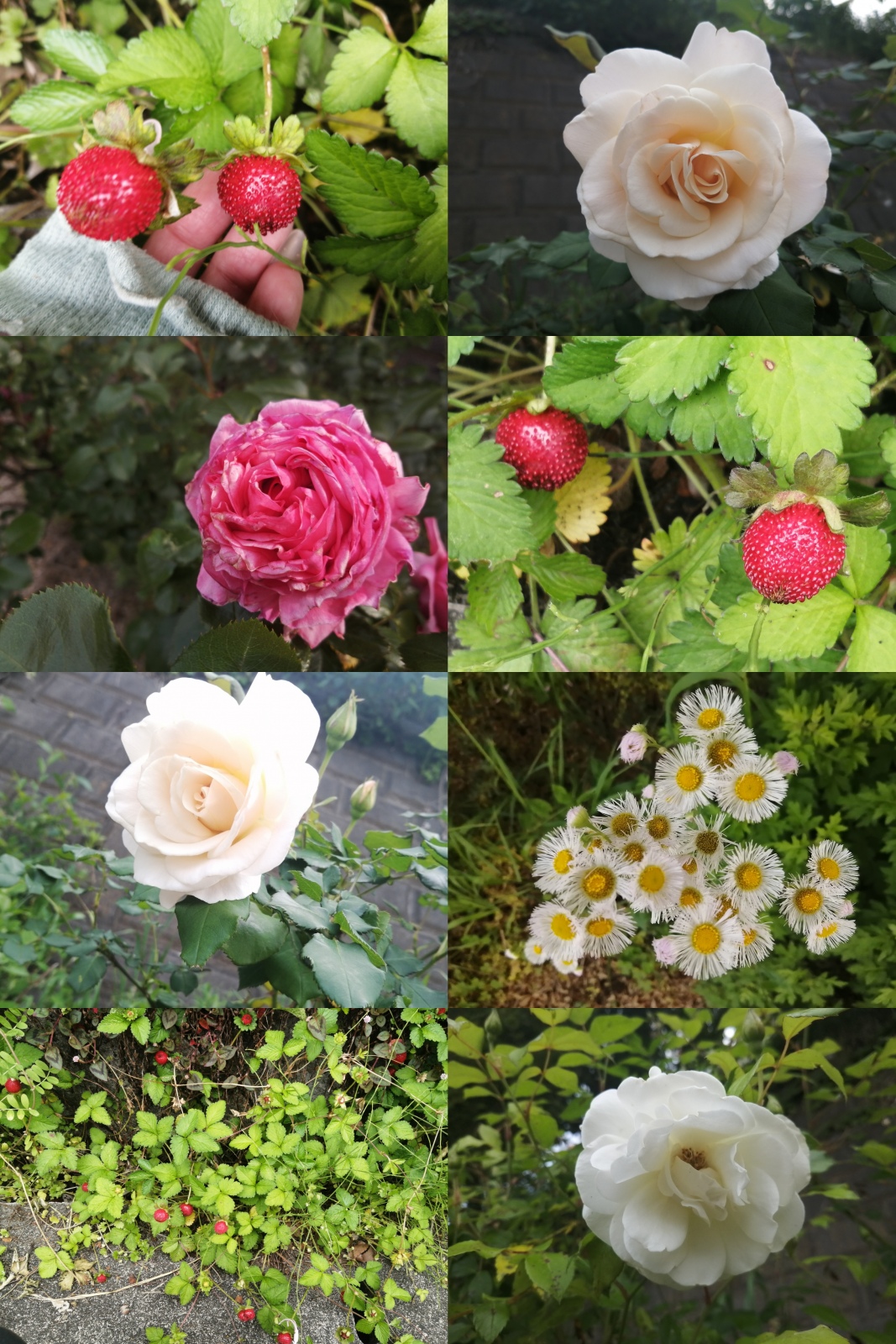 ���A�����B�w�r�C�`�S���̑�