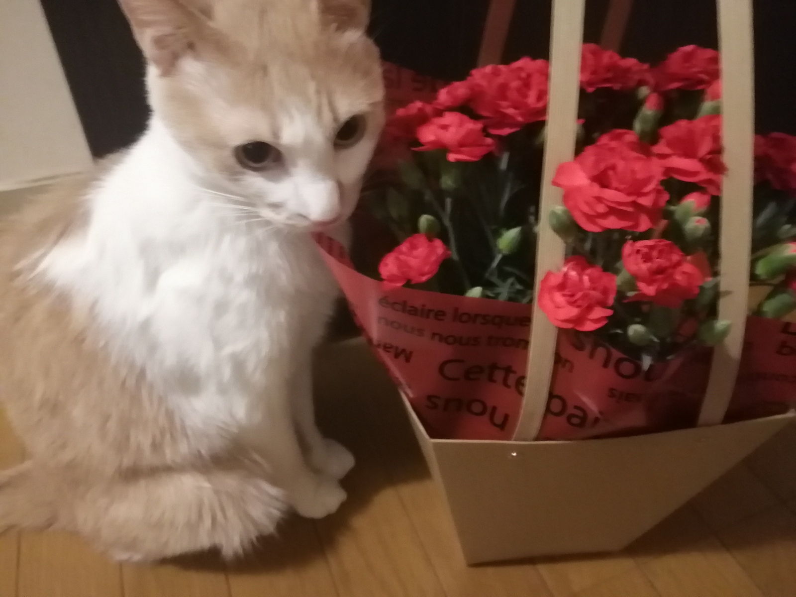 ���肪�Ƃ�