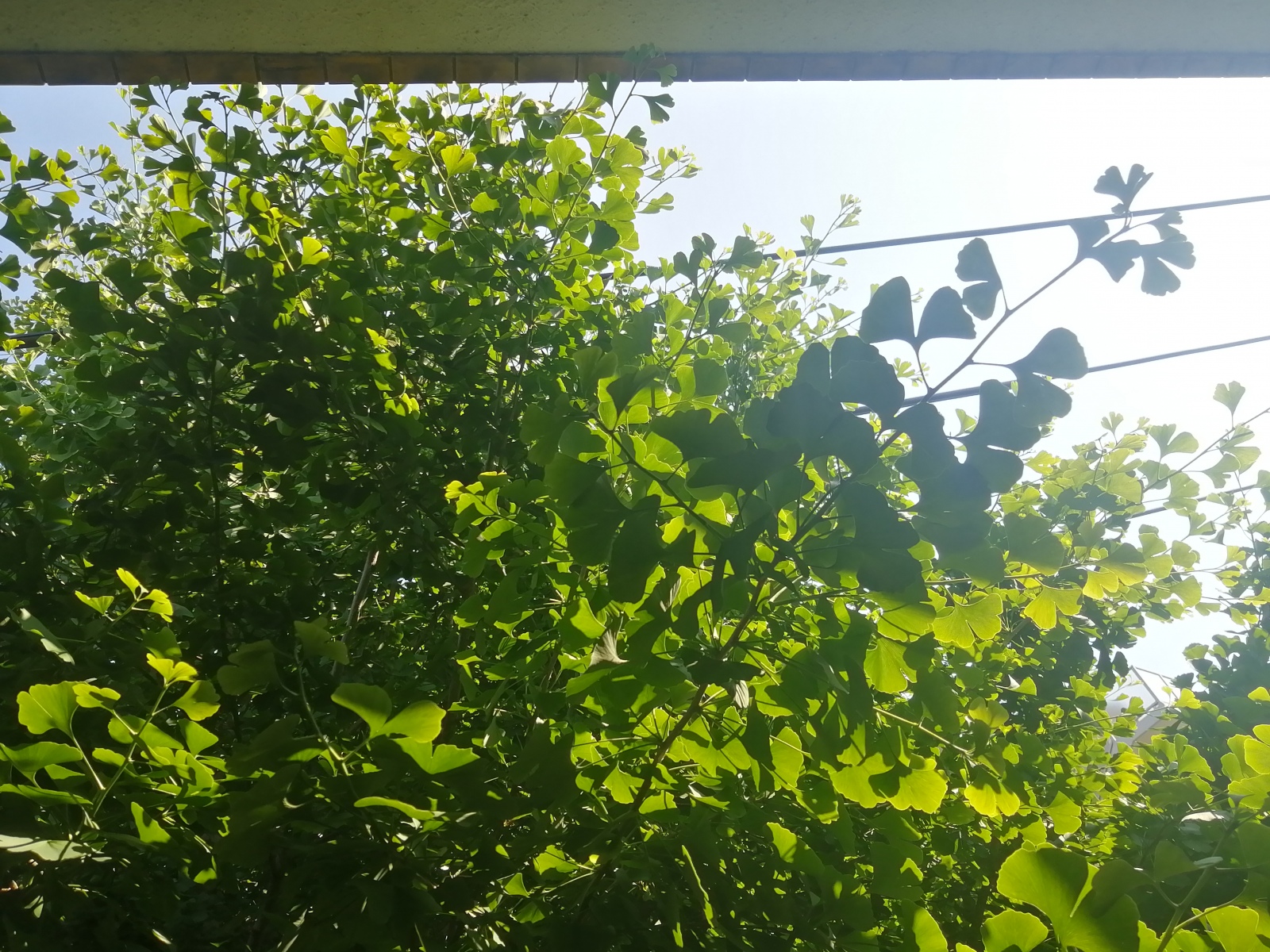 �V����Ė������u���C�L�����ɏI�����܂���