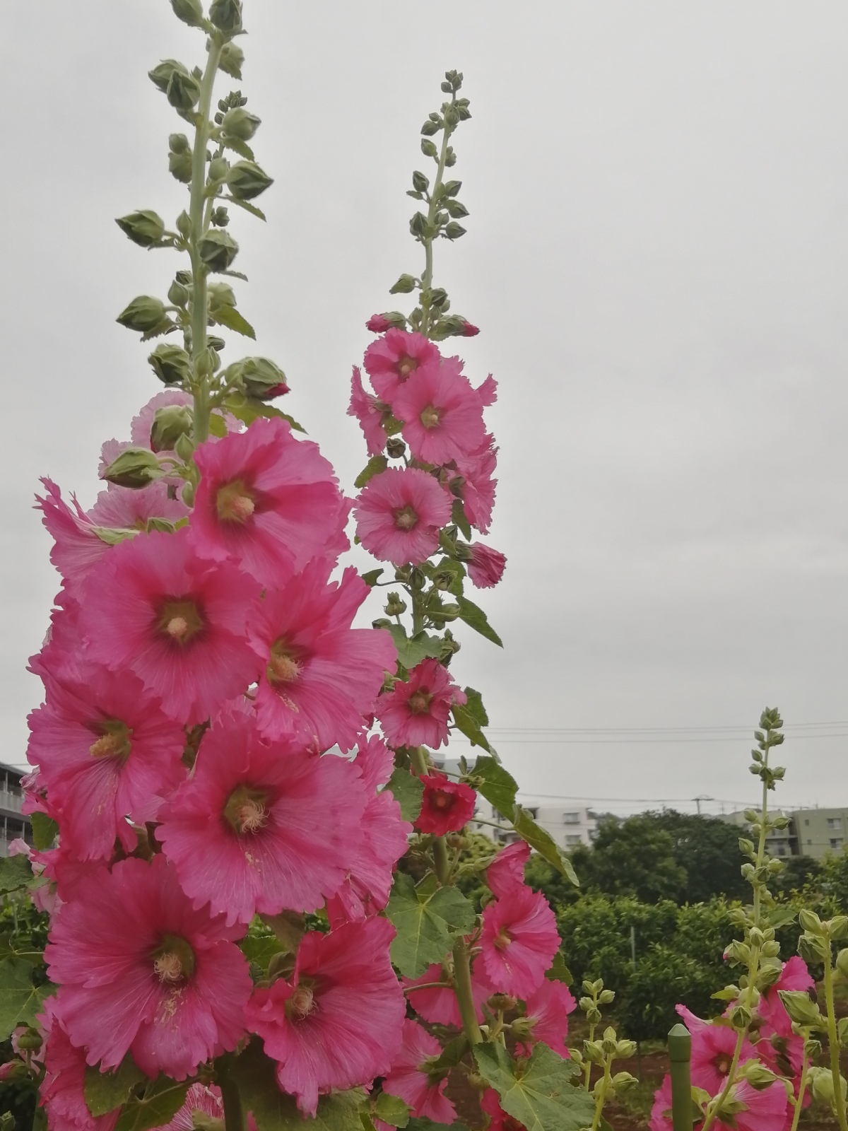 �L���Ȏ���A�v������