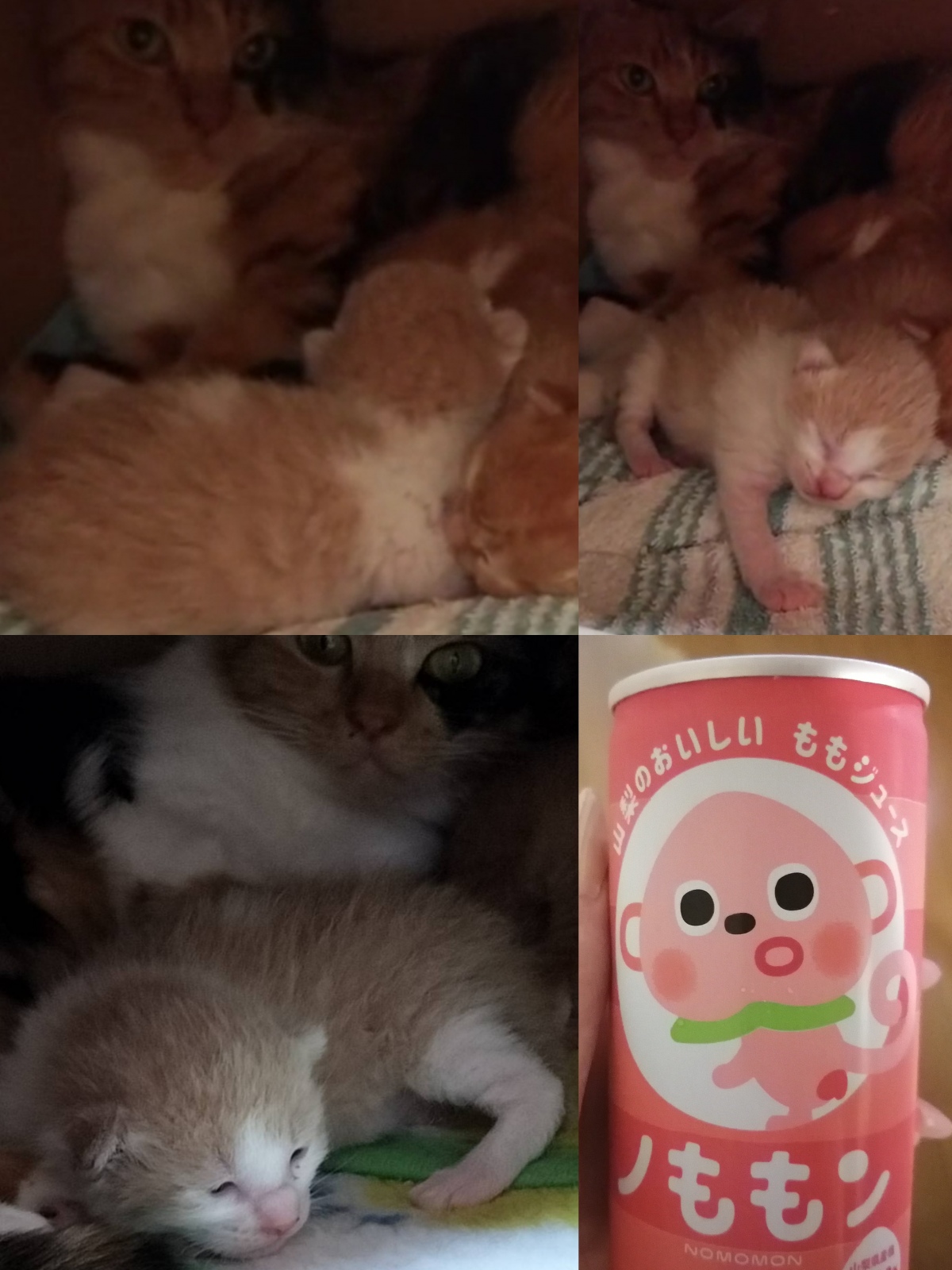 モンキーキャット🐒