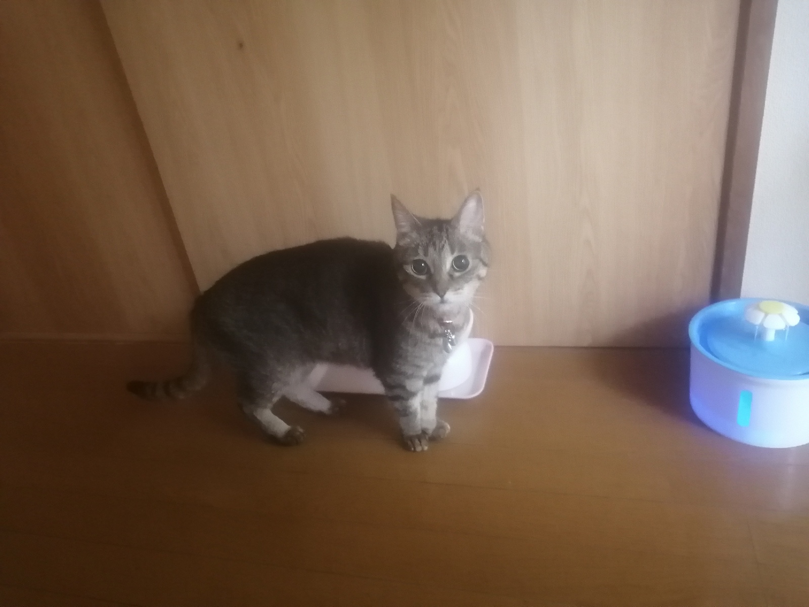 ���͂悤�������܂��̂Ȃ́[