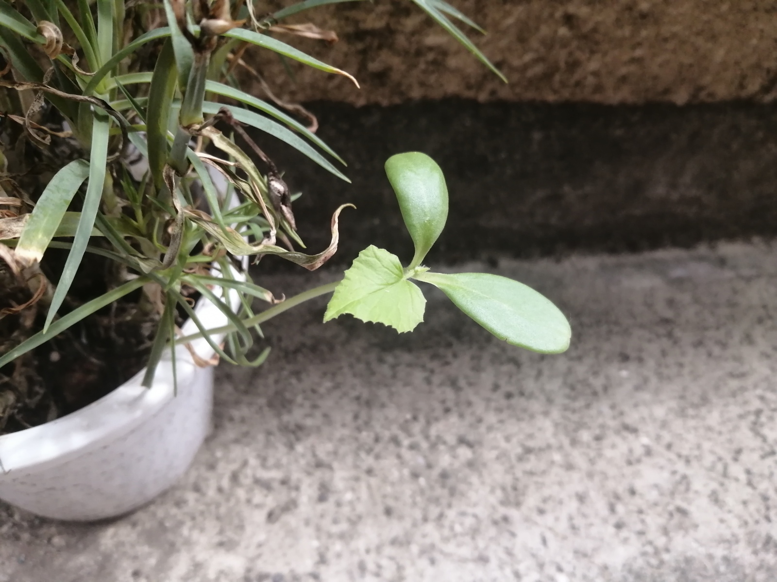 �����悤�������܂�