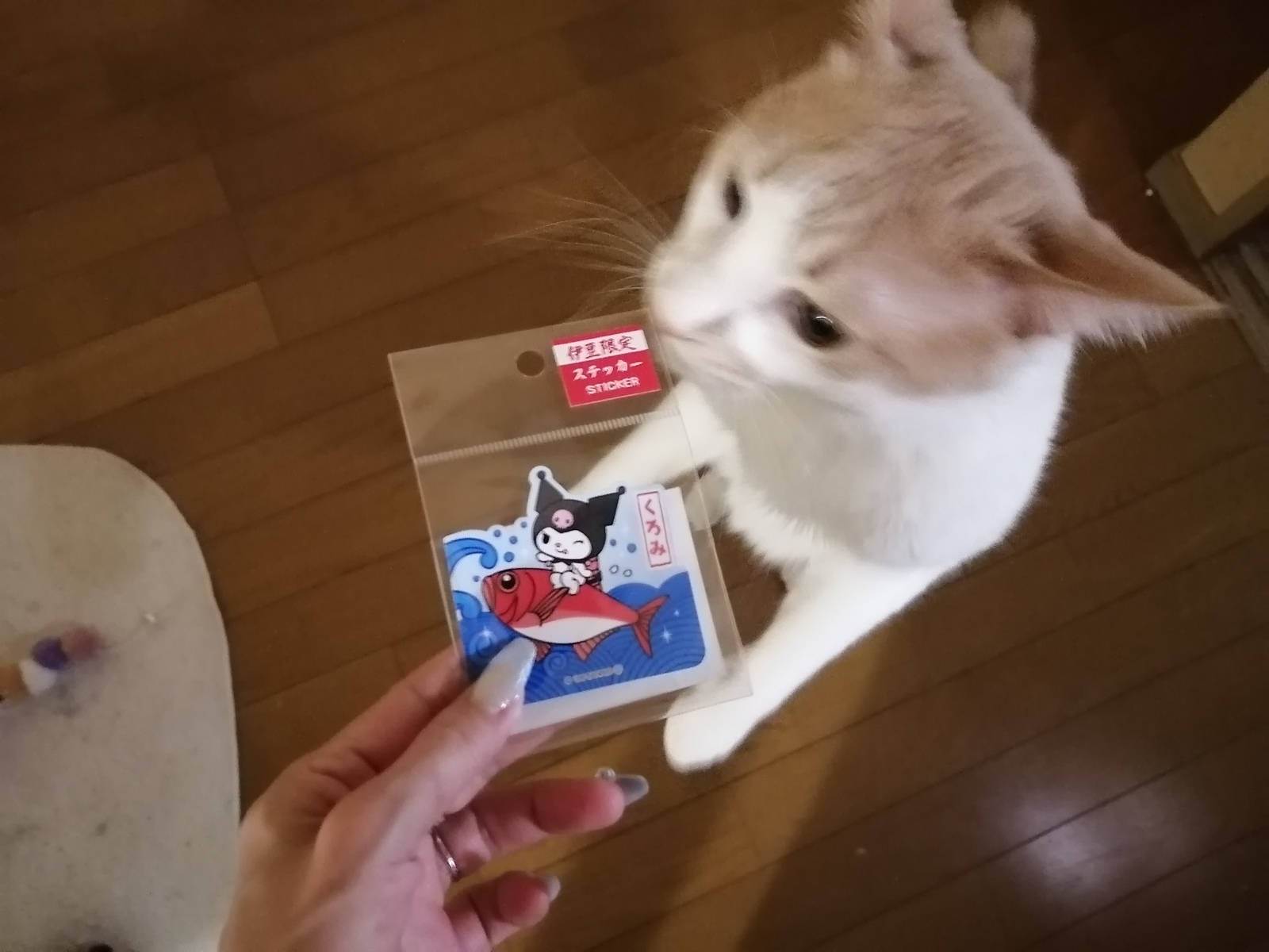 ��ӁA�����ɋA��܂���
