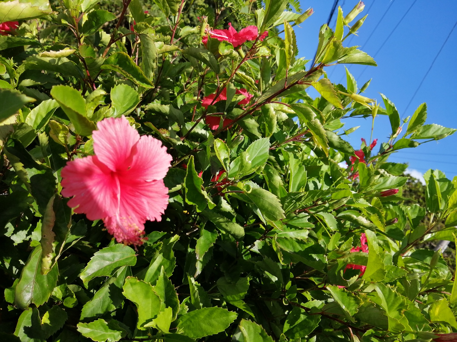 ����ևG�����܃T���T���r�[�`