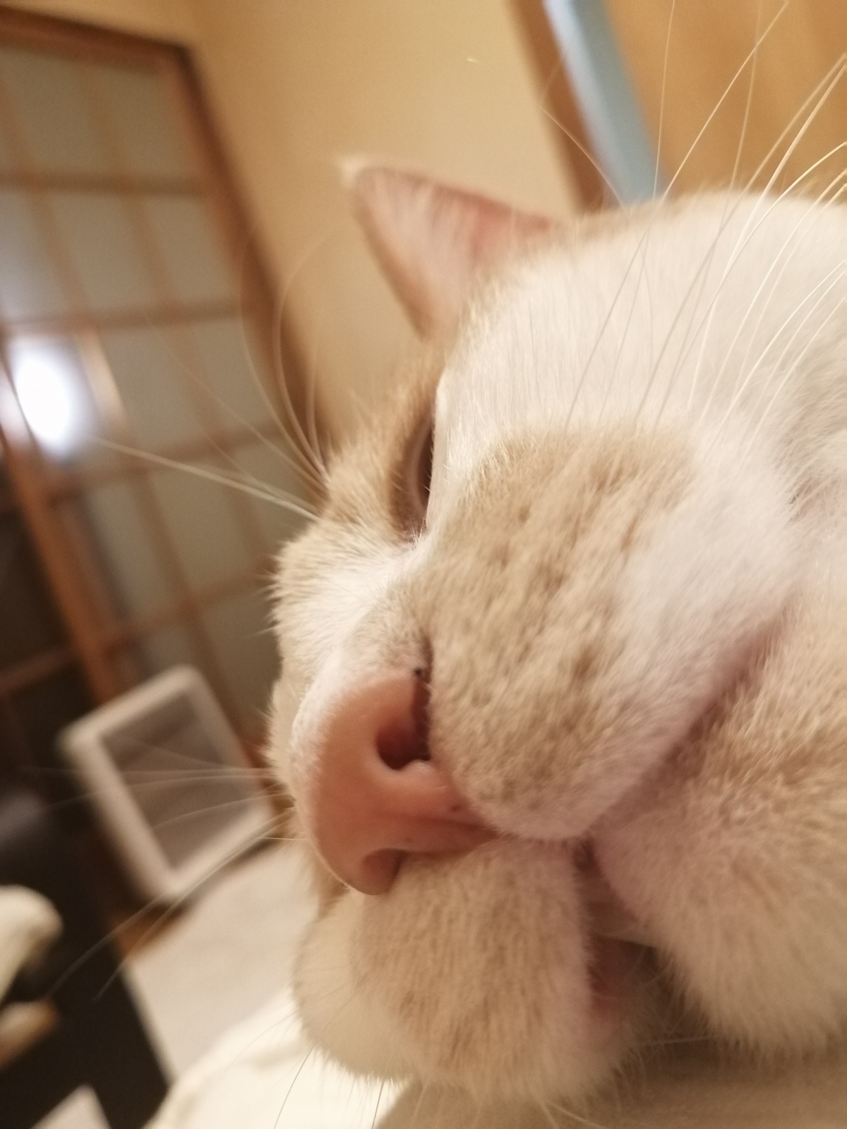 ����Ɛ��ꂽ�ł����