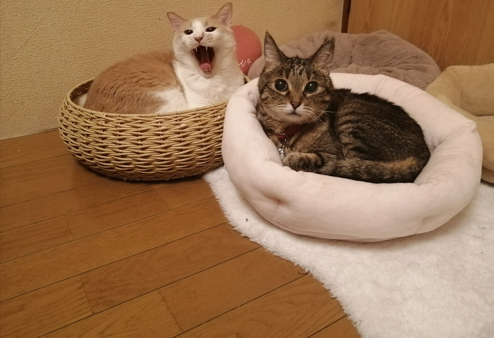 �����ꂳ�܂�����