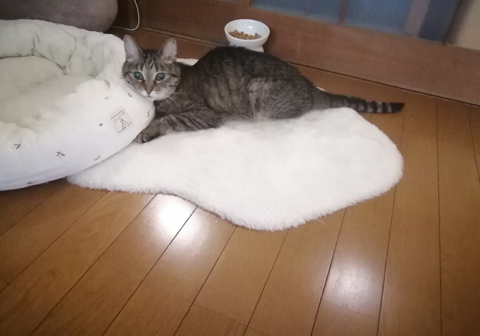 �T�[�h�A�C(���ʑ�)�Ō��Ă���